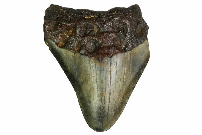 Bargain, Megalodon Tooth - North Carolina #152906